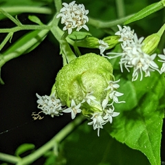 Schizomyia eupatoriflorae
