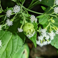 Schizomyia eupatoriflorae