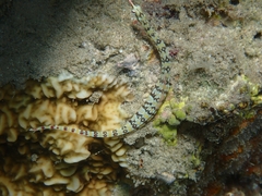 Corythoichthys flavofasciatus