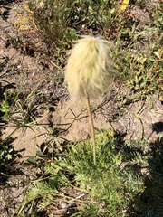 Ligusticum grayi