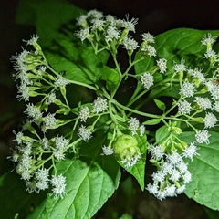 Schizomyia eupatoriflorae