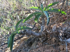 Euphorbia oxystegia