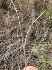 Elymus trachycaulus