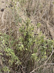 Monarda fistulosa