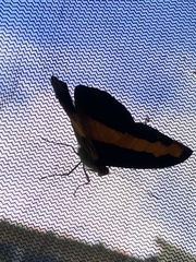 Catonephele mexicana