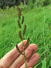 Echinochloa colona