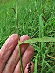 Echinochloa colona