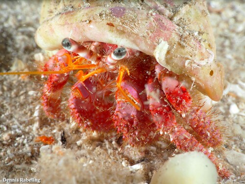 Red Hermit Crab, Las Palmas, ES-CN, ES, photo 10 of 10