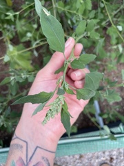 Chenopodium