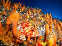 Scorpaena canariensis