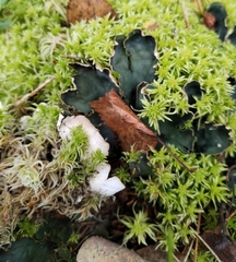 Peltigera neopolydactyla