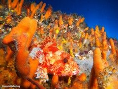 Scorpaena canariensis