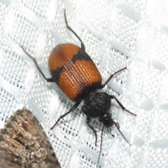 Panagaeus sallei