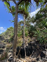 Pandanus