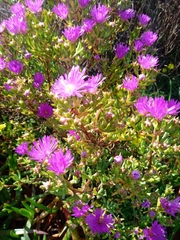 Lampranthus stipulaceus