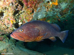 Epinephelus marginatus