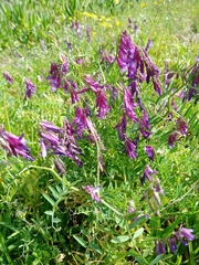 Vicia villosa