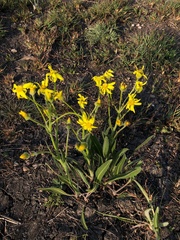 Senecio inornatus