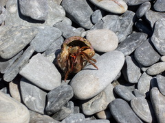 Clibanarius erythropus