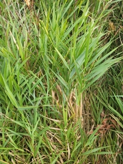 Elymus repens
