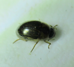 Tropisternus collaris