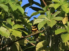 Pteroglossus pluricinctus