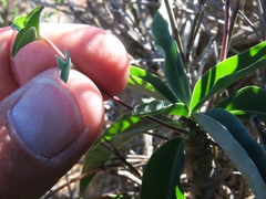 Euphorbia oxystegia