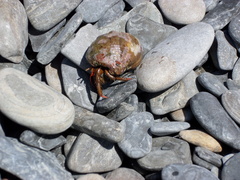 Clibanarius erythropus