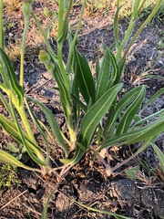 Senecio inornatus