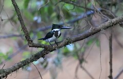 Chloroceryle amazona