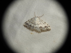 Scopula decorata