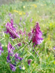 Vicia villosa