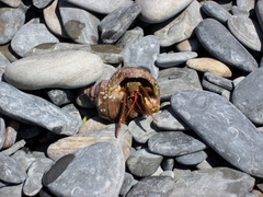 Clibanarius erythropus