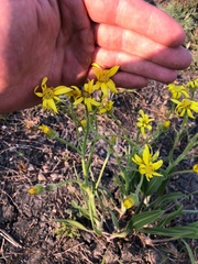 Senecio inornatus
