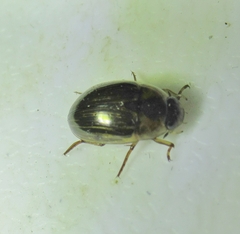 Tropisternus collaris