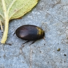 Agabinae