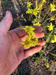 Senecio inornatus