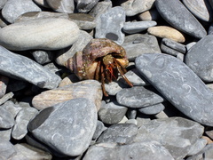 Clibanarius erythropus