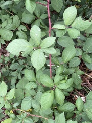 Rubus armeniacus