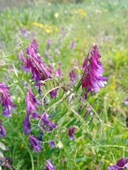 Vicia villosa
