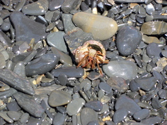 Clibanarius erythropus