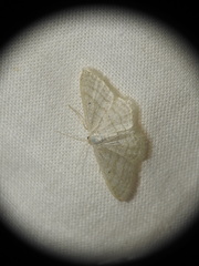 Idaea subsericeata