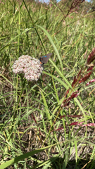 Atlides halesus