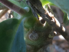 Euphorbia oxystegia