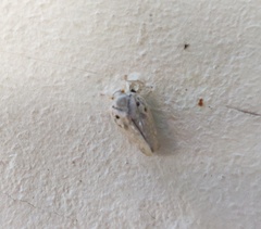 Metcalfa pruinosa