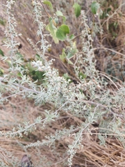 Artemisia frigida