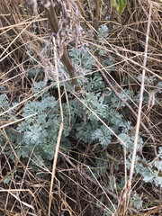 Artemisia absinthium