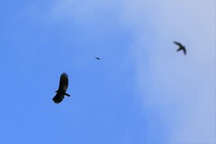 Cathartes melambrotus