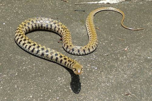 Photo of a Yellow-spotted Keelback Water Snake (Fowlea flavipunctatus)