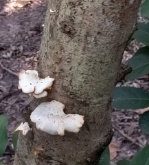 Panellus